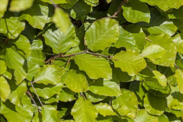 Fagus sylvatica