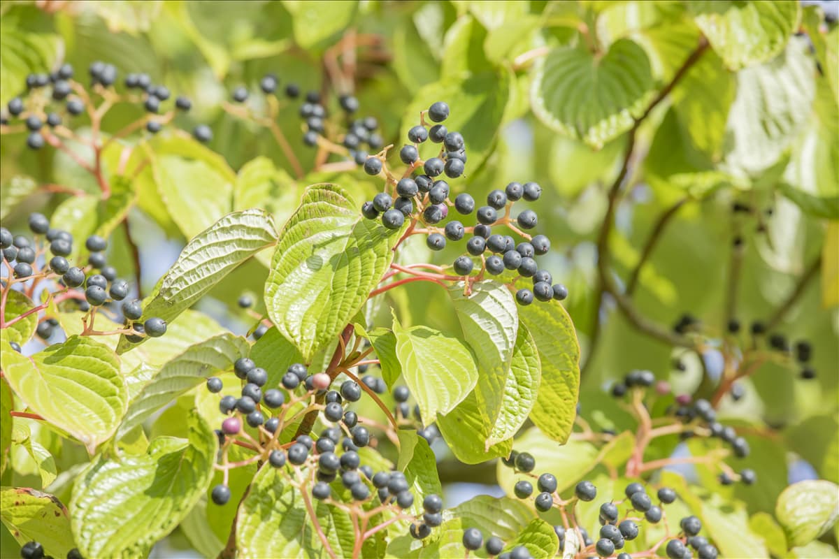 Cornus controversa