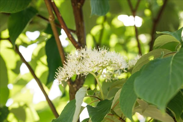Cornus controversa