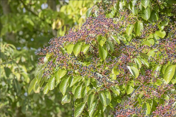 Cornus controversa