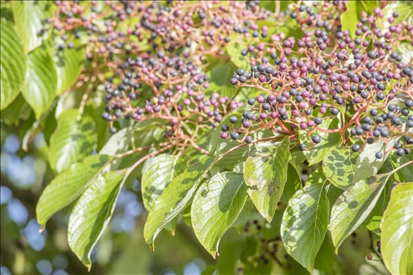 Cornus controversa