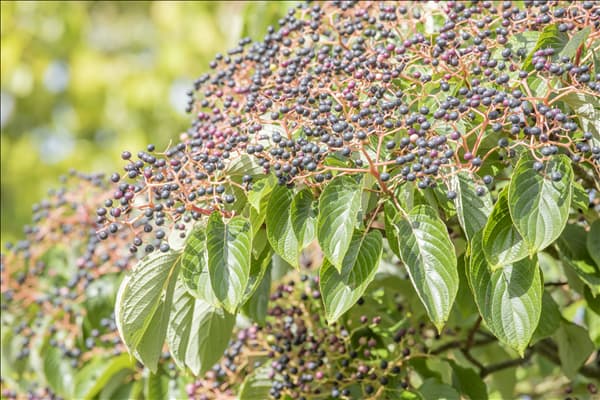 Cornus controversa