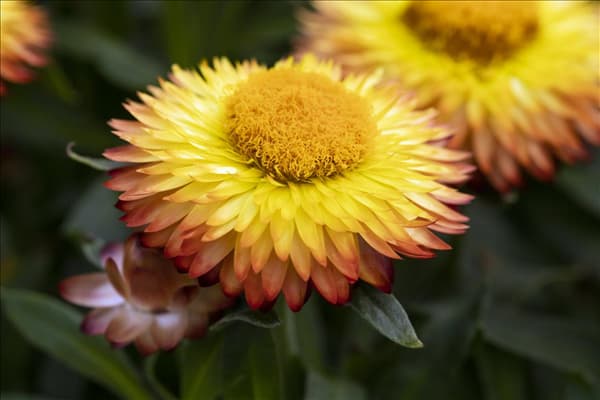 Helichrysum bracteatum 'Mohave'®