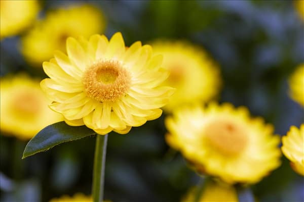 Helichrysum bracteatum 'Mohave'®