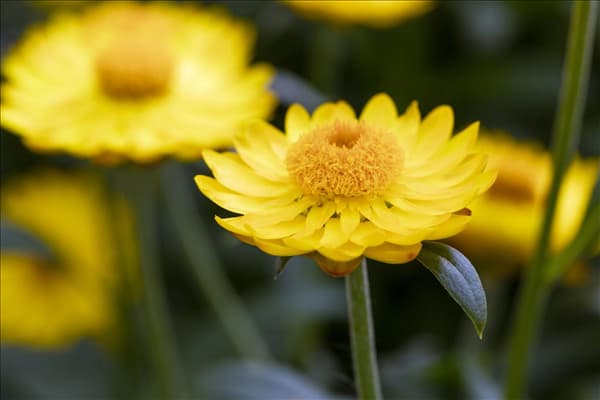 Helichrysum bracteatum 'Mohave'®