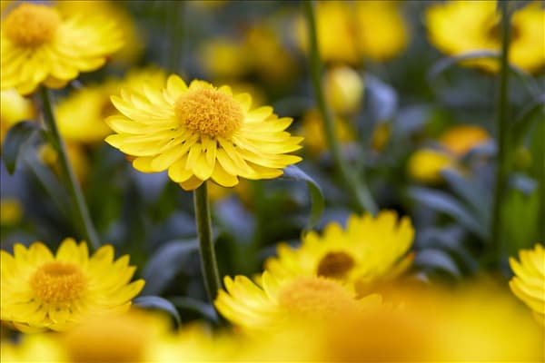 Helichrysum bracteatum 'Mohave'®