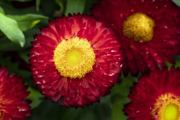 Helichrysum bracteatum 'Mohave'®
