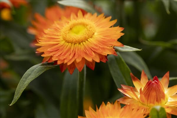 Helichrysum bracteatum 'Mohave'®