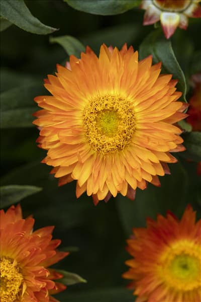 Helichrysum bracteatum 'Mohave'®