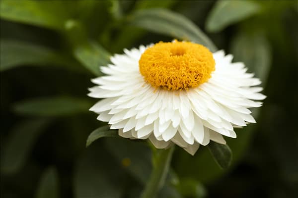 Helichrysum bracteatum 'Mohave'®