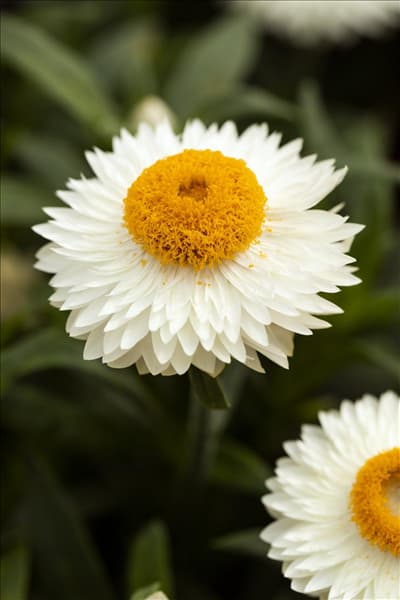 Helichrysum bracteatum 'Mohave'®