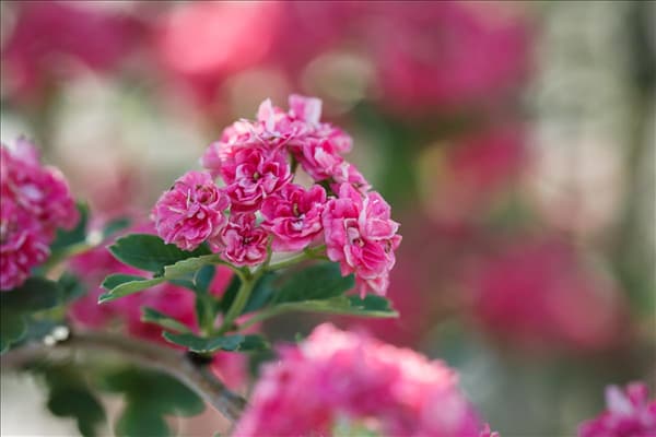 Crataegus laevigata 'Paul´s Scarlet'