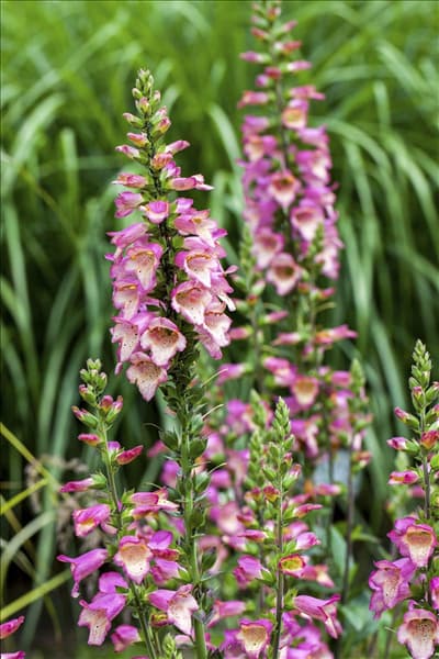 Digitalis purpurea