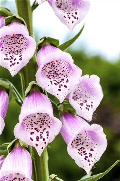 Digitalis purpurea