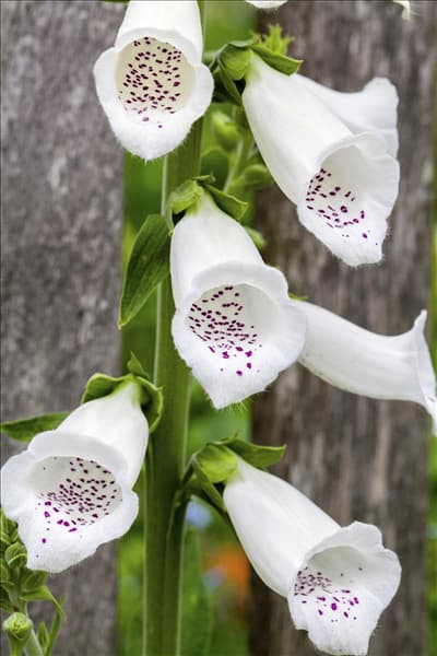 Digitalis purpurea