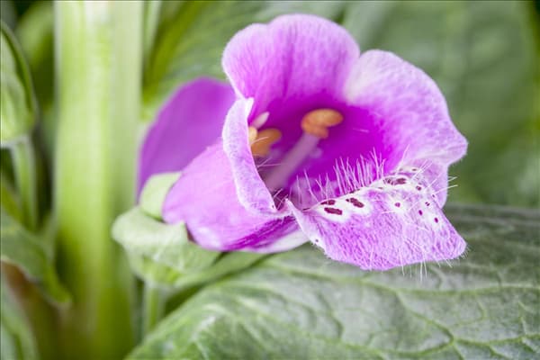 Digitalis purpurea
