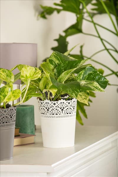 Epipremnum pinnatum 'Marble Queen'
