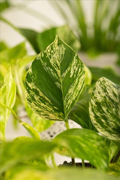 Epipremnum pinnatum 'Marble Queen'