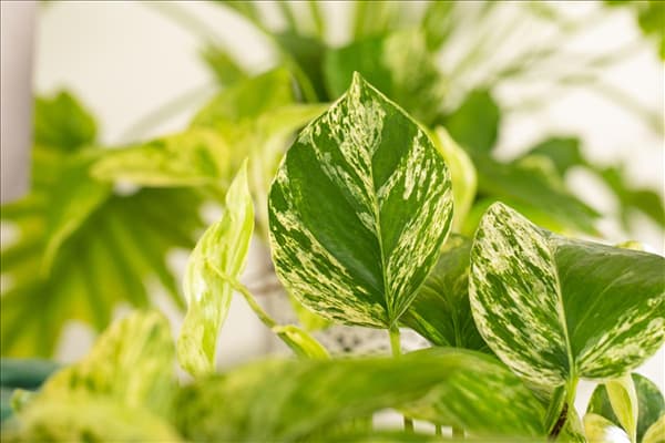 Epipremnum pinnatum 'Marble Queen'