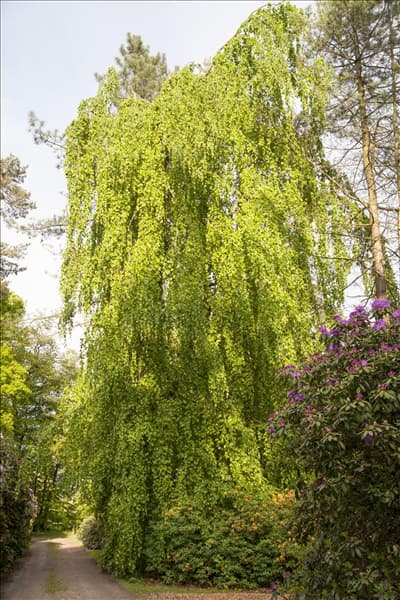 Fagus sylvatica 'Pendula'