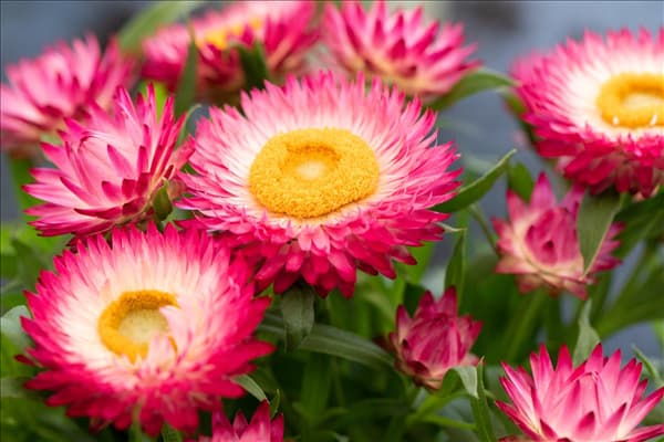 Helichrysum bracteatum SUNBRELLA™