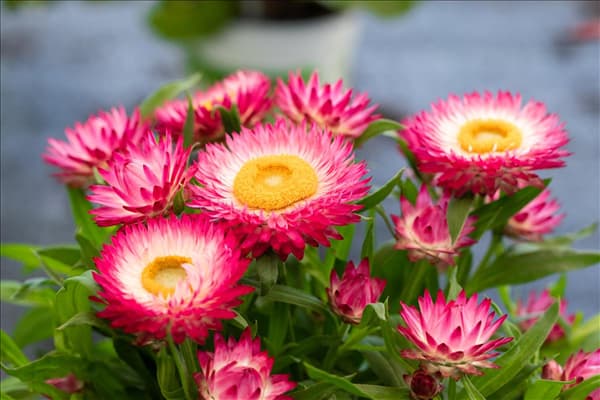Helichrysum bracteatum SUNBRELLA™