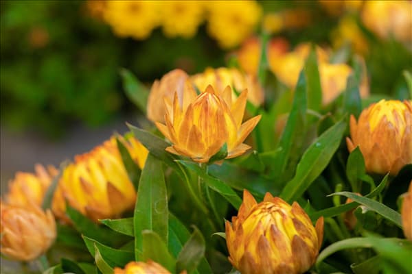 Helichrysum bracteatum SUNBRELLA™