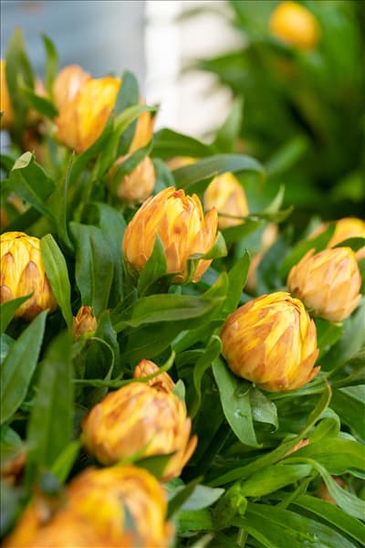 Helichrysum bracteatum SUNBRELLA™