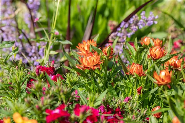 Helichrysum bracteatum SUNBRELLA™
