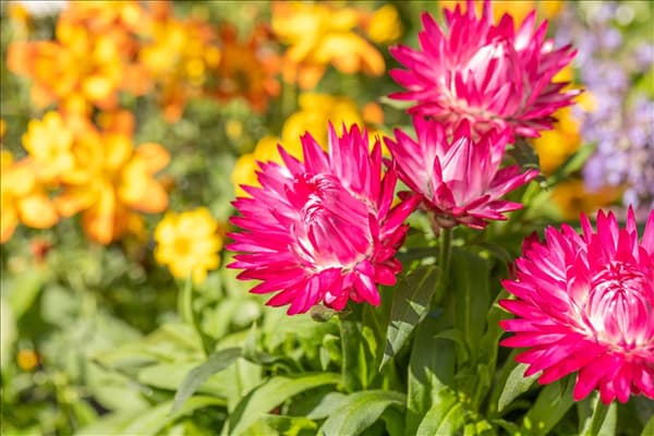 Helichrysum bracteatum SUNBRELLA™