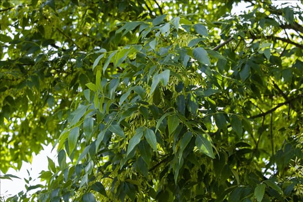 Fraxinus americana