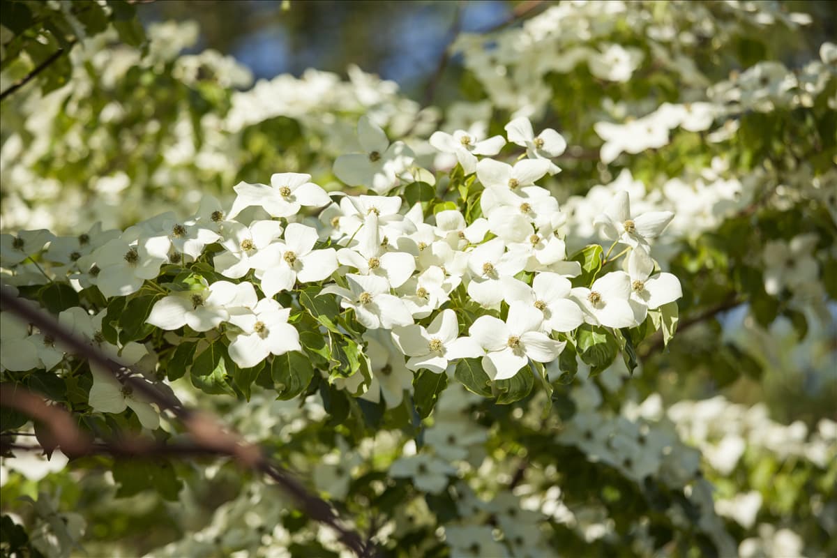Cornus kousa chinensis