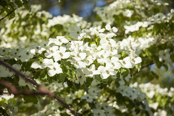 Cornus kousa chinensis