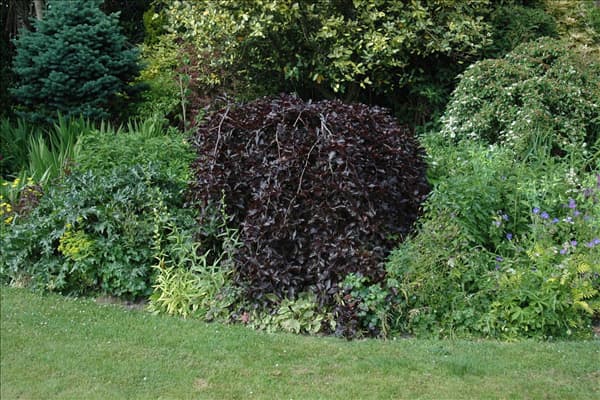 Fagus sylvatica 'Purpurea Pendula'