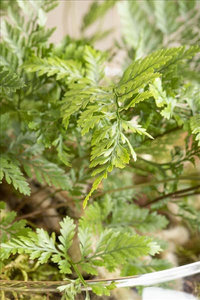 Davallia bullata