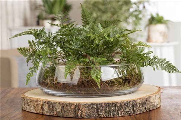 Davallia bullata