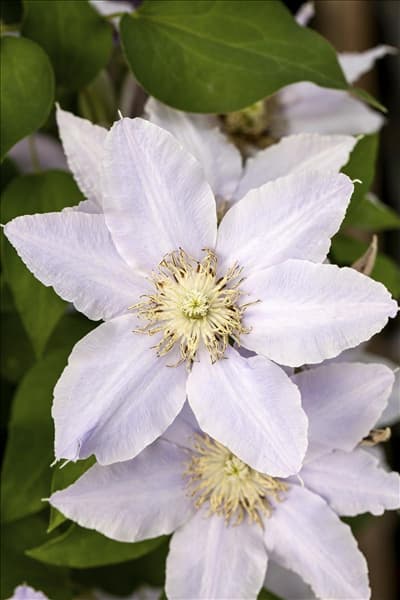 Clematis 'Esme'