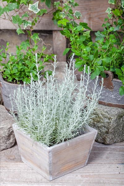 Helichrysum italicum 'Aladin'