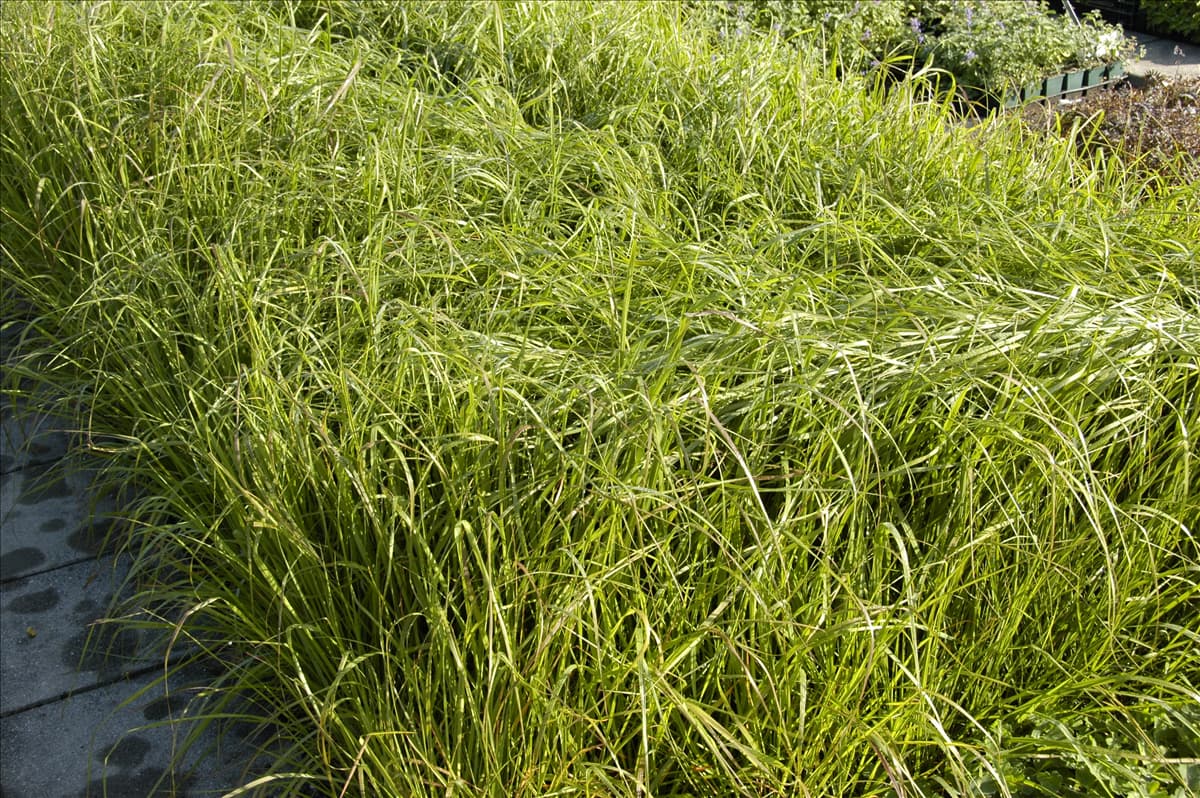 Eragrostis trichodes