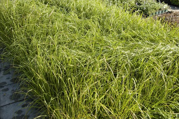 Eragrostis trichodes