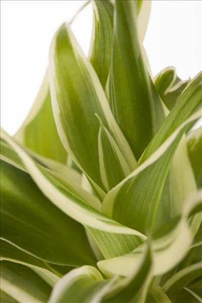 Chlorophytum comosum