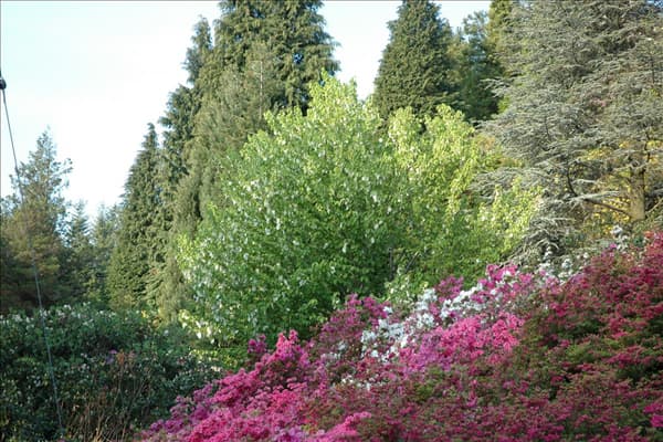 Davidia involucrata