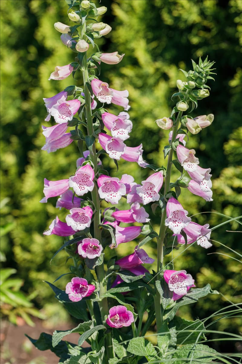 Digitalis purpurea, rosa