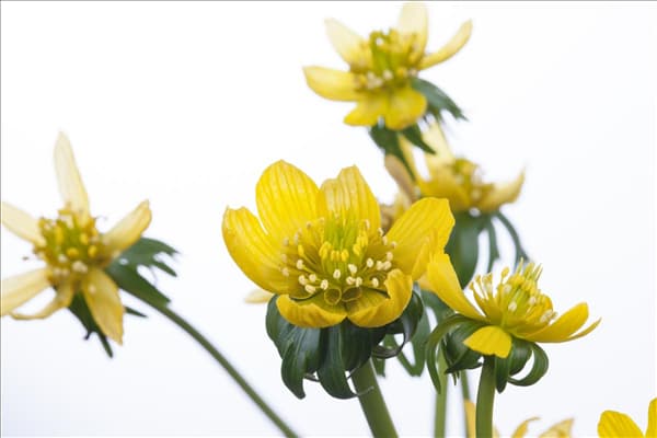Eranthis hyemalis