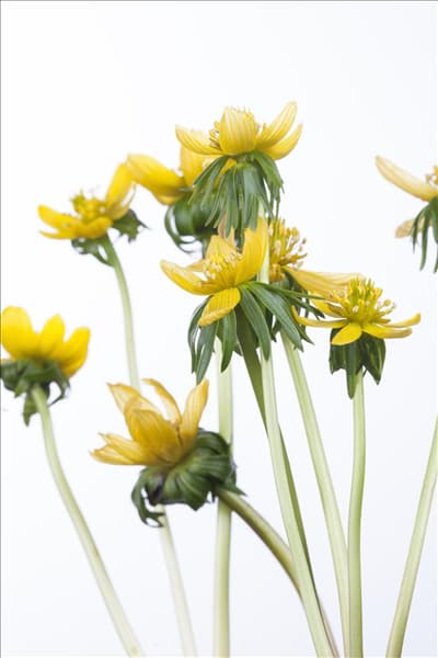 Eranthis hyemalis