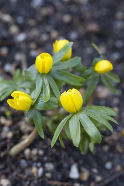 Eranthis hyemalis