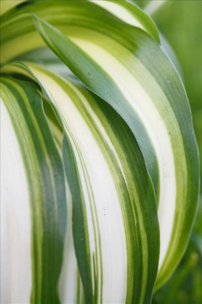 Chlorophytum comosum 'Bonnie'