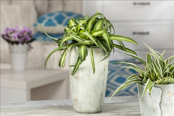 Chlorophytum comosum 'Bonnie'