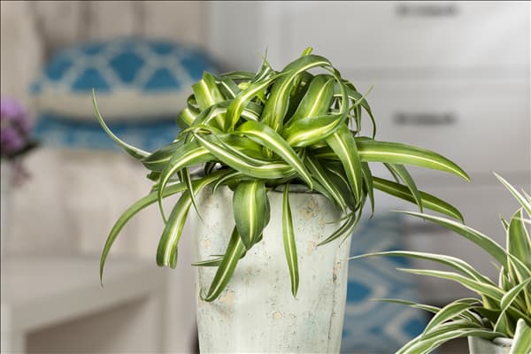 Chlorophytum comosum 'Bonnie'