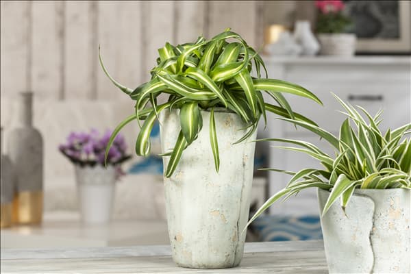 Chlorophytum comosum 'Bonnie'